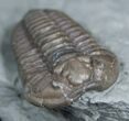 Very D Flexicalymene Trilobite #2299-2